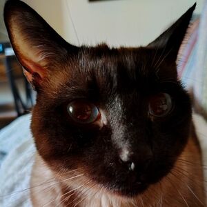 Meet your Posher, Pam